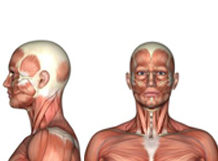 Neuromuscular therapy head and neck USA